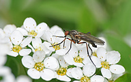 Dance Fly (Empis opaca)